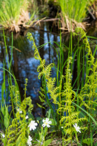 Ostsee, Nationalpark Vorpommersche Boddenlandschaft, Darsswald, Bruchwaldmoor, Wasserfeder Ostsee, Nationalpark Vorpommersche Boddenlandschaft, Darsswald, Bruchwaldmoor, Wasserfeder